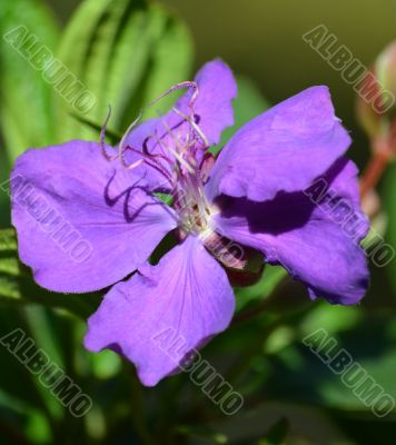 Purple flower in a garden