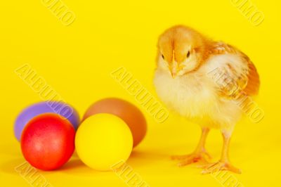 Small chicken staying with colorful Easter eggs