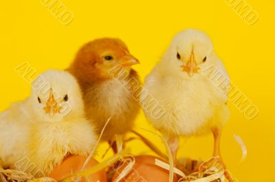 Three small baby chicken with eggs