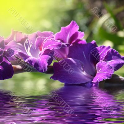 gladiolus in the water