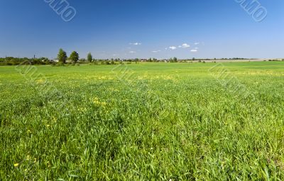 Green grass background