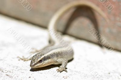 Closeup shot of a lizard