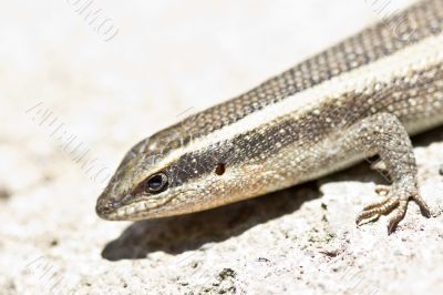 Closeup shot of a lizard
