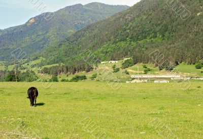 Lonely cow eat the grass on the summer alp meadow