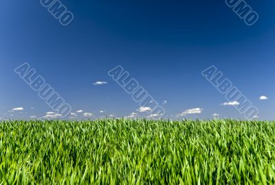 Blue sky and green grass background