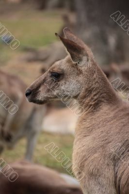 Large Australian Kangaroo