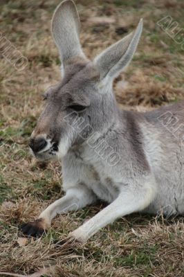 Grey Australian Kangaroo