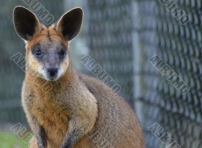 Small Australian Wallaby