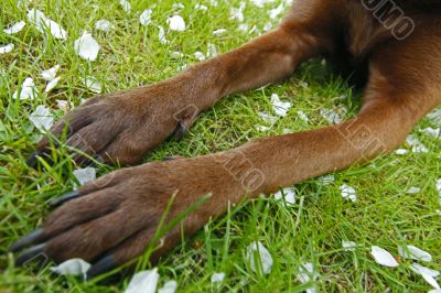 Dog - Paws with Ripped Blossom