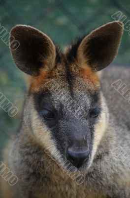 Small Australian Wallabu