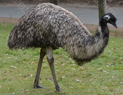 Australian Emu
