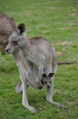 Australian Kangaroo with baby joey in pouch
