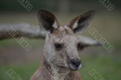 Australian Kangaroo 