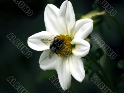 Bee and Flower