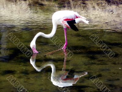 Flamingo in a Lake