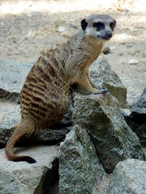 Meerkats and stones