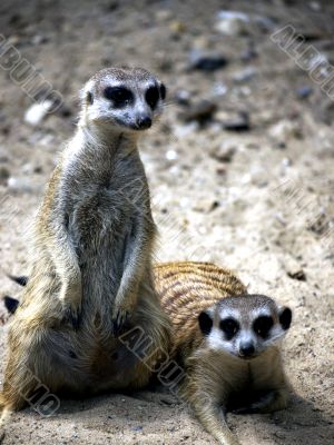Meerkat standing and lying