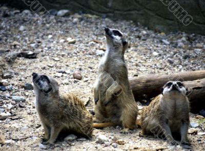 Meerkat triple gang