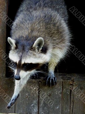 Raccoon in movement