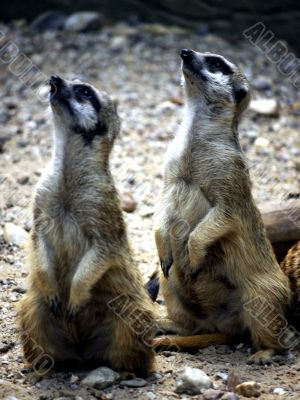 Meerkat Gazer Meerkat Gazer