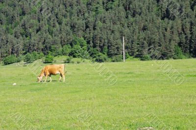 Lonely cow eat the grass on the summer alp meadow