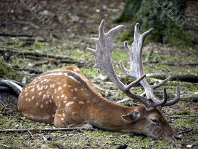 Fallow brown