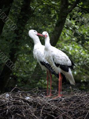 Storks facing each other Storks facing each other