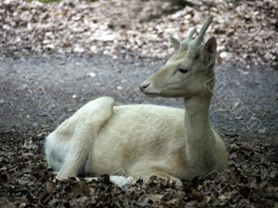 white hind-sight to the left