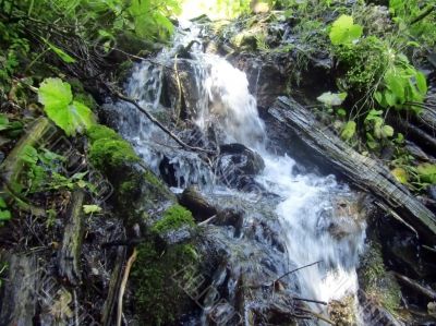 Little brook flowing through the summer forest