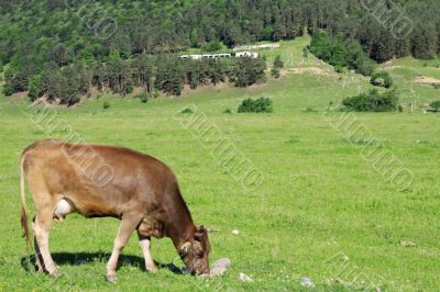 Lonely cow eat the grass on the summer alp meadow