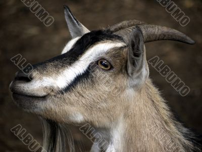 Portrait of a domestic goat