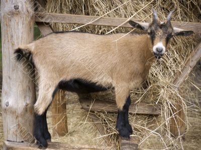 young goat in front of food hopper