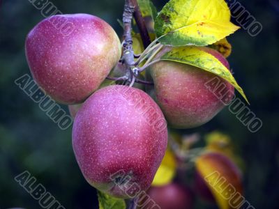 Apples in late summer Apples in late summer