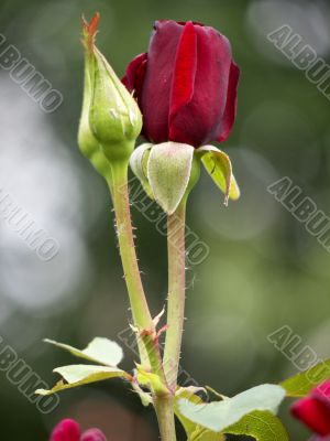 Rose flower and bud Rose flower and bud