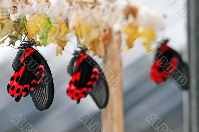 Butterfly Farm