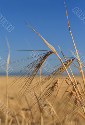 Wheat ears