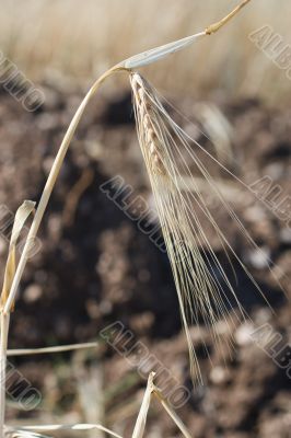 Wheat ears