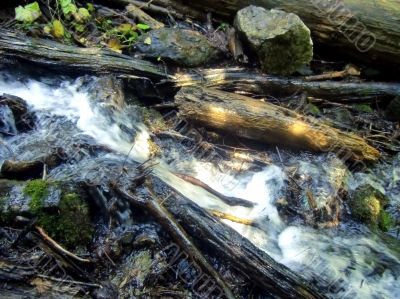 Little brook flowing through the summer forest