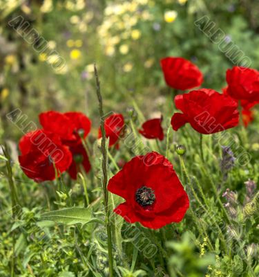 Red poppy 