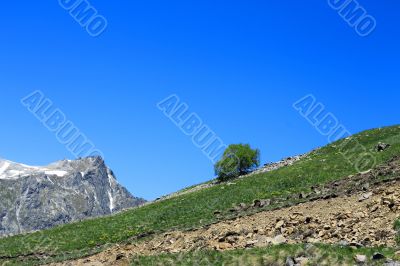 Lonely tree growing on the slope of the mountain