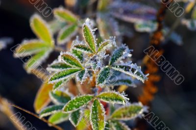 Frost leaves, frozen leaves at the morning. 