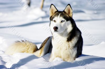 Chukchi husky breed dog on winter background 