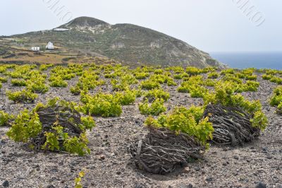 Santorini vineyard