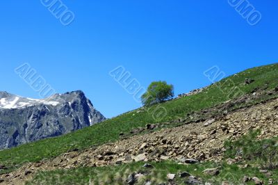 Lonely tree growing on the slope of the mountain