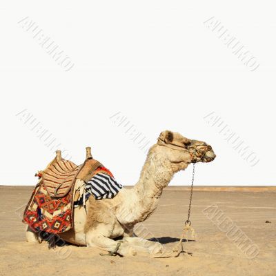 camel sits