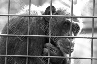 Monkey in a cage thinking