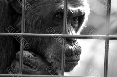 Monkey behind bars