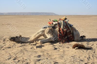 exhausted camel, recreation needs