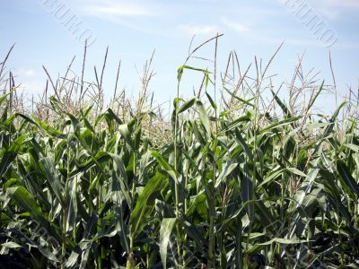 Corn nearly ripe