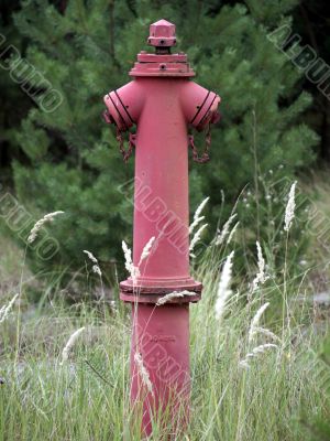 Hydrant in the woods